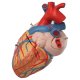 Model lidského srdce - velký - 4 části