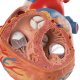 Model lidského srdce - velký - 4 části