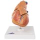 Model lidského srdce s brzlíkem - 3 části