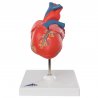 Klasický model lidského srdce je vyroben téměř v životní velikosti. Je proveden velmi kvalitně, se znázorněním všech detailů a anatomických struktur. Replika sestává ze dvou částí. Přední část srdce je možné sejmout a sledovat tak komory, předsíně nebo chlopně srdce.