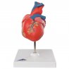 Klasický model lidského srdce je vyroben téměř v životní velikosti. Je proveden velmi kvalitně, se znázorněním všech detailů a anatomických struktur. Replika sestává ze dvou částí. Přední část srdce je možné sejmout a sledovat tak komory, předsíně nebo chlopně srdce.