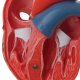 Model lidského srdce - klasický - 2 části