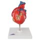 Model lidského srdce s bypassem - 2 části