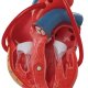 Model srdce člověka s bypassem - 2 části