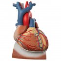 Model srdce s bránicí - třikrát zvětšeno - 10 částí