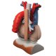Model lidského srdce s bránicí - třikrát zvětšeno - 10 částí