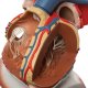 Model lidského srdce s bránicí - 3x zvětšeno