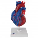 Magnetický model srdce - 5 částí