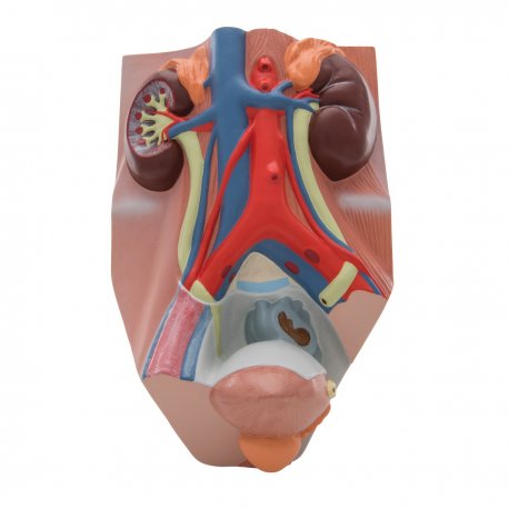 Model mužské močové soustavy - 3/4 skutečné velikosti