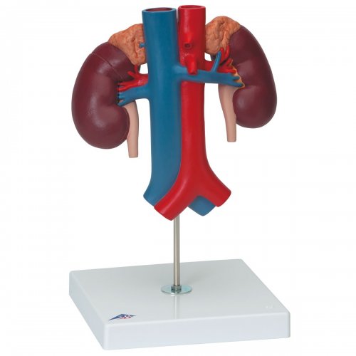Model lidských ledvin s cévami