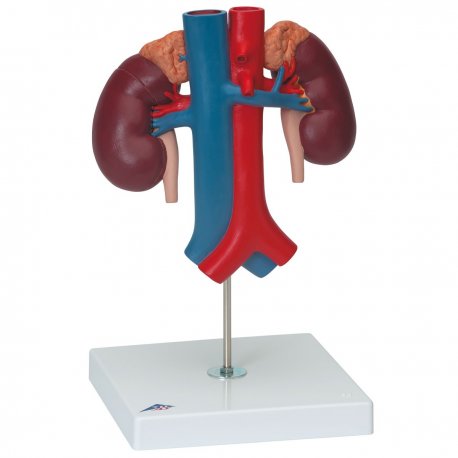Model ledvin člověka s cévami