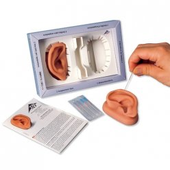 Lidské ucho s akupunkturními body - 2 ks