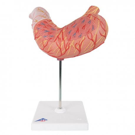 Model lidského žaludku - 2 části