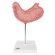Model žaludku člověka - 2 části