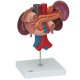 Zadní orgány břišní dutiny člověka s ledvinami