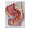 Model reprezentující orgány reprodukční i vylučovací soustavy zobrazuje řez mužskou pánví. Díky detailnímu zobrazení močového měchýře, močovodu, varlat, prostaty, šourku a pyje lze poznávat vzájemné vztahy mezi dvěma důležitými systémy lidského těla.
