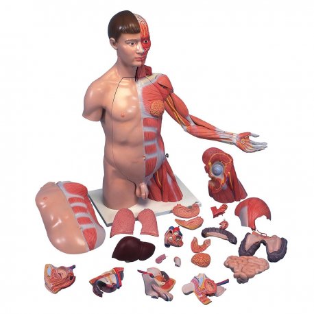 Torzo lidského těla se svalstvem horní končetiny - oboupohlavní a luxusní - 33 částí
