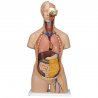 Torzo lidského těla se skládá z 18ti částí. Z nich můžeme hlavu, plíce, srdce, žaludek, játra, žlučník, přední polovinu ledviny a močového měchýře a také sedmý hrudní obratel vyjmout a sledovat tak vnitřní struktury lidského těla. Model torza má otevřený krk a záda.