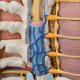 Klasické torzo lidského těla s otevřeným krkem a zády - 18 částí