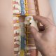 Klasické torzo lidského těla - s otevřeným krkem a zády - unisex - 21 částí