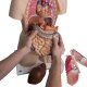 Torzo lidského těla klasické - s otevřeným krkem a zády  - 21 částí