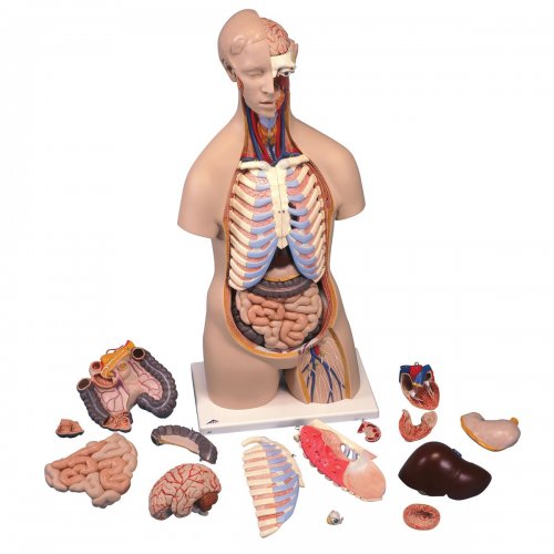 Torzo lidského těla - klasické - 16 částí