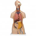 Torzo lidského těla - klasické s hlavou - unisex - 14 částí