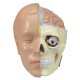 Klasické torzo lidského těla - s hlavou - unisex - 14 částí