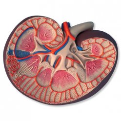 Řez lidskou ledvinou - základní - 3x zvětšeno