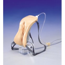 Model ženské katetrizace