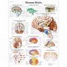 Anatomický plakát znázorňující struktury lidského mozku. Odborné názvy struktur jsou v latině, ostatní popisky na schématu jsou v angličtině.