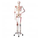 Model lidské kostry - super - se svaly a vazy - na pojízdném stojanu