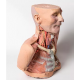 Model hlavy, krku a ramen s angiosomy