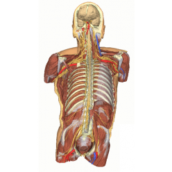 Zadní stěna těla - hluboká disekce břicha