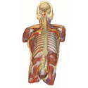 Zadní stěna těla - ventrální hluboká disekce