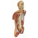 Hluboká disekce břicha na zadní straně těla