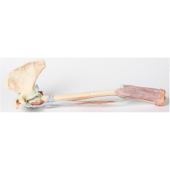 Horní končetina - biceps, kosti a vazy