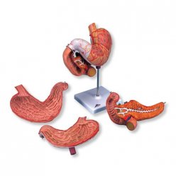 Model lidského žaludku - 3 části