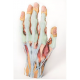 Anatomický model ruky