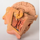 Celkový pohled na model hlavy a krku