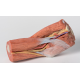 Loketní jamka - svaly, velké nervy a pažní tepna