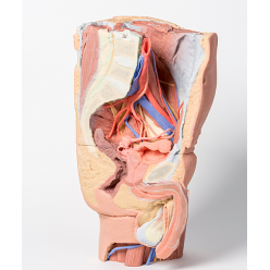 Levá část mužské pánve a proximální část stehna