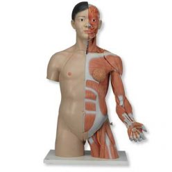Torzo lidského těla se svalstvem horní končetiny - oboupohlavní a luxusní - asiat - 33 částí