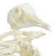 Detailní pohled na model kostry holuba