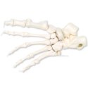 Model kostry lidské nohy spojené nylonem