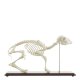 Anatomický model kostry ovce
