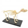 Tento anatomický model psí kostry je vyroben z plastu. Model lze rozložit.