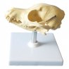 Tento anatomický model je detailním plastovým odlitkem psí lebky, který je pevně umístěn na bílém podstavci. 