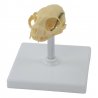 Tento anatomický model lebky je plastovým odlitkem kočičí lebky. Lebka je na podstavci upevněna pohyblivě.