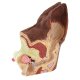 Anatomický model ucha psa
